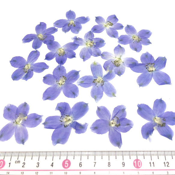 【天然無着色】デルフィニウム紫＊押し花素材 3枚目の画像