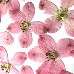 【天然無着色】ピンクのデルフィニウム＊１２枚＊押し花素材 2枚目の画像