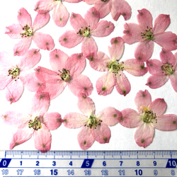 【天然無着色】ピンクのデルフィニウム＊１２枚＊押し花素材 3枚目の画像