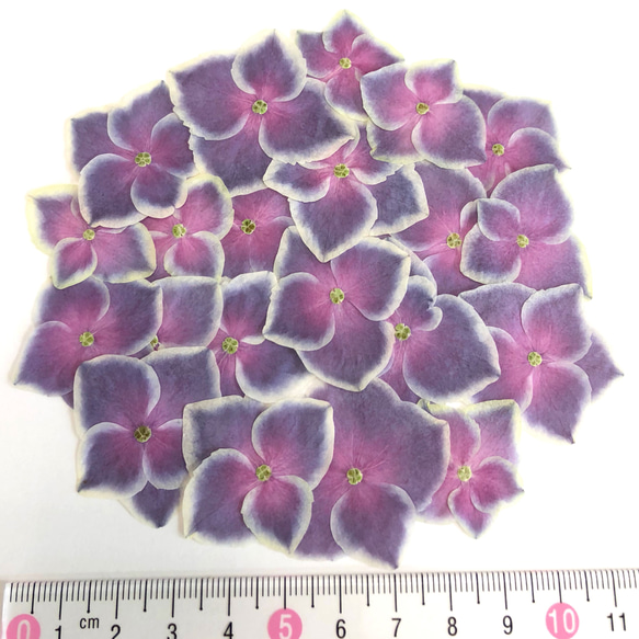 【天然無着色】紫陽花グラデーション＊押し花素材 2枚目の画像