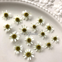 小さなドライフラワー】マトリカリア その他素材 m flowers押し花素材