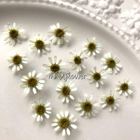 小さなドライフラワー】マトリカリア その他素材 m flowers押し花素材