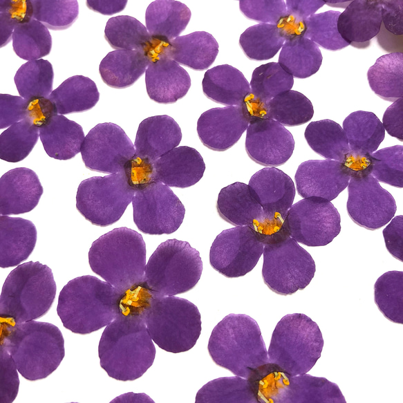 【押し花素材】紫のバコパ 2枚目の画像