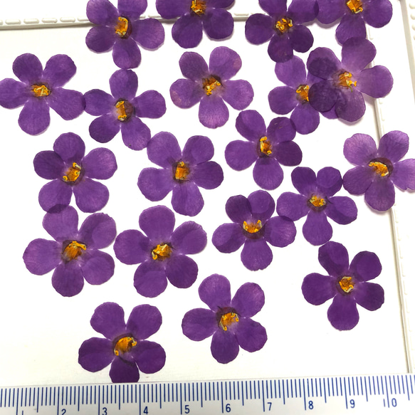 【押し花素材】紫のバコパ 3枚目の画像