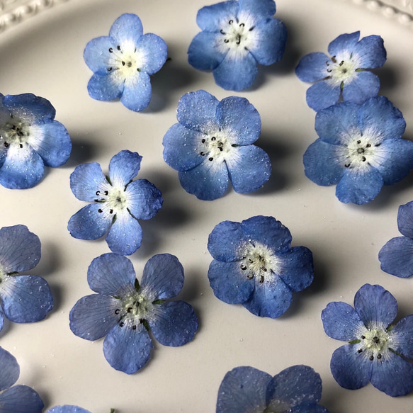 ドライフラワー】ネモフィラ その他素材 m flowers押し花素材 通販
