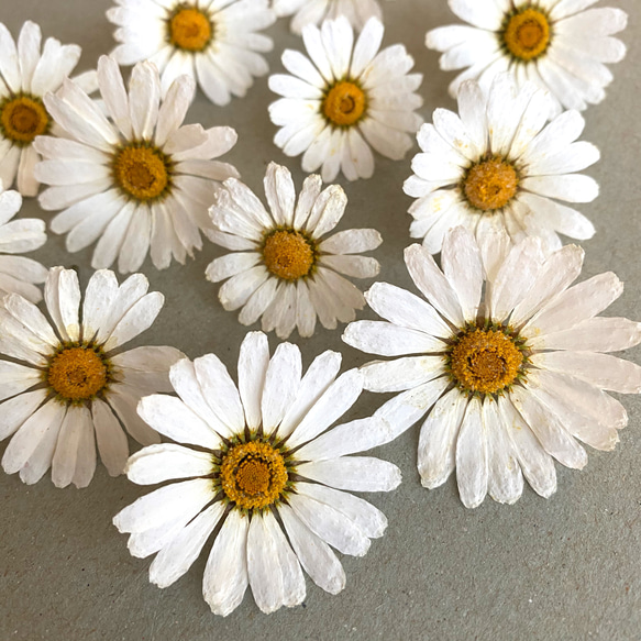 【♡マダミン♡様おまとめ】ドライフラワー ドライフラワーになるバスケットアレンジメントM（夏・秋