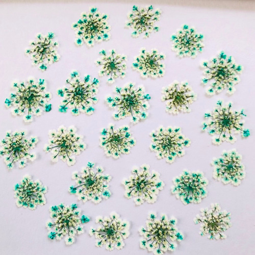 押し花素材】レースフラワー ミント(染色) その他素材 m flowers押し花