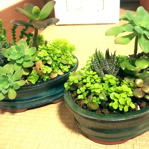 ★多肉 寄せ植え flower 29bike★ 楽天市場】【 多肉寄せ植えキット 】多肉 植物 ギフト 植物 プレゼント