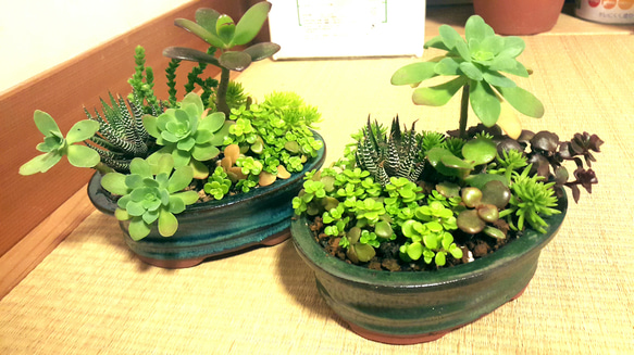 クラシック 多肉盆栽(多肉植物の寄せ植え) アートフラワー MAY 通販 3645722 鉢・プランター