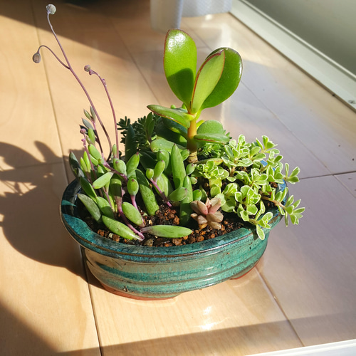 ☆多肉の寄せ植え〜flower29car マットブラック〜 多肉の寄せ植え