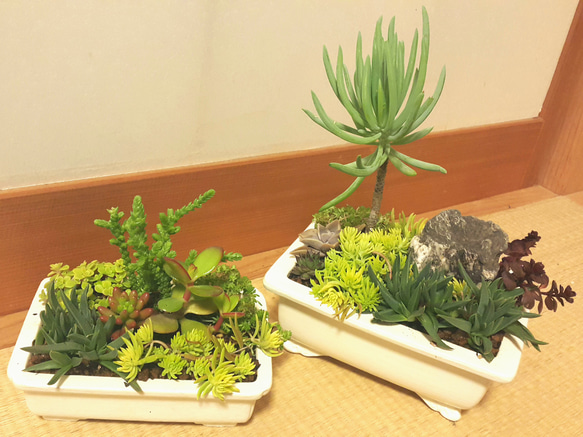 多肉盆栽(多肉植物の寄せ植え) 5枚目の画像