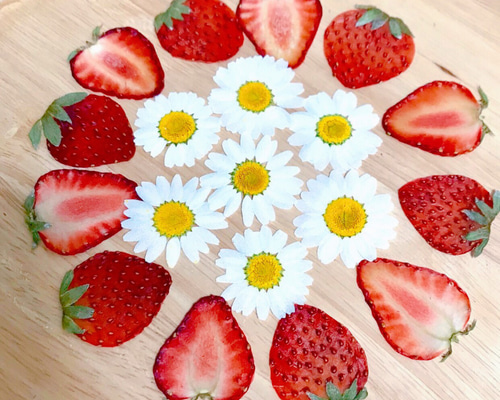 送料無料！押しフルーツ☆いちご12枚♡ノースポール6枚のセット