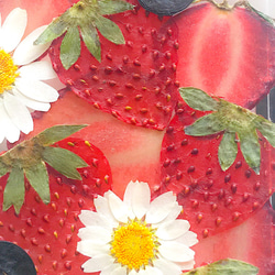 【オプション無料❗️多機種対応】押しフルーツ　いちごブルーベリー&押し花 ノースポール スマホケース　 6枚目の画像