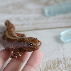 【チビ】大山椒魚　オオサンショウウオ 5枚目の画像