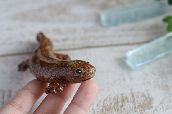 【チビ】大山椒魚　オオサンショウウオ 5枚目の画像