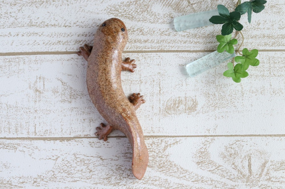 【大】大山椒魚　オオサンショウウオ 2枚目の画像