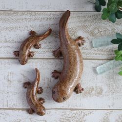 【大】大山椒魚　オオサンショウウオ 5枚目の画像