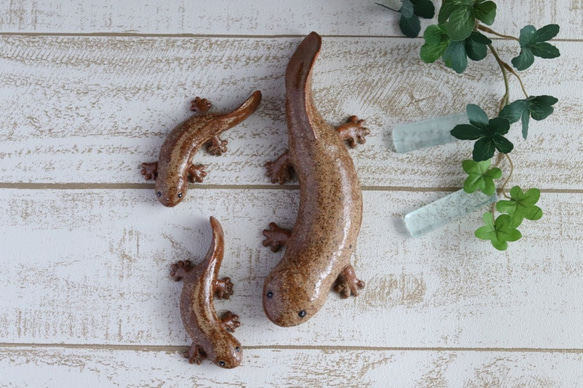 【大】大山椒魚　オオサンショウウオ 5枚目の画像