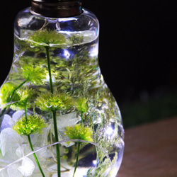 綠色草原 花火 最美的液態光芒 木盒版 客製禮物 第1張的照片