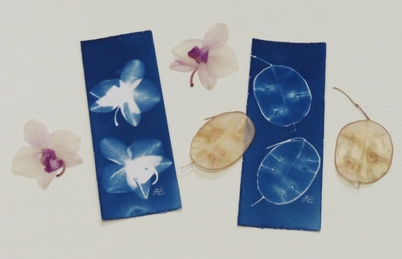 植物剪影。滿版藍曬書籤（四張一組） Botanic Cyanotype Bookmarks (4 in 1 set) 第7張的照片