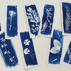 植物剪影。寫意藍曬書籤（四張一組） Botanic Cyanotype Bookmarks (4 in 1 set) 第5張的照片