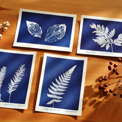 植物剪影。藍曬明信片（三張一組） Botanic Cyanotype Postcards (3 in 1 set) 第1張的照片