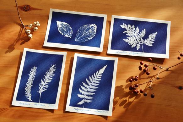 植物剪影。藍曬明信片（三張一組） Botanic Cyanotype Postcards (3 in 1 set) 第1張的照片