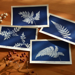 植物剪影。藍曬明信片（三張一組） Botanic Cyanotype Postcards (3 in 1 set) 第2張的照片