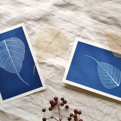 植物剪影。藍曬明信片（三張一組） Botanic Cyanotype Postcards (3 in 1 set) 第3張的照片