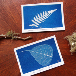 植物剪影。藍曬明信片（三張一組） Botanic Cyanotype Postcards (3 in 1 set) 第5張的照片