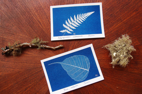 植物剪影。藍曬明信片（三張一組） Botanic Cyanotype Postcards (3 in 1 set) 第5張的照片