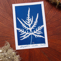 植物剪影。藍曬明信片（三張一組） Botanic Cyanotype Postcards (3 in 1 set) 第6張的照片