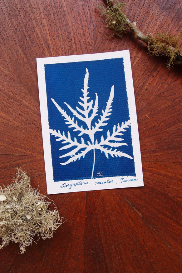 植物剪影。藍曬明信片（三張一組） Botanic Cyanotype Postcards (3 in 1 set) 第6張的照片