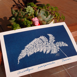 植物剪影。藍曬明信片（三張一組） Botanic Cyanotype Postcards (3 in 1 set) 第7張的照片