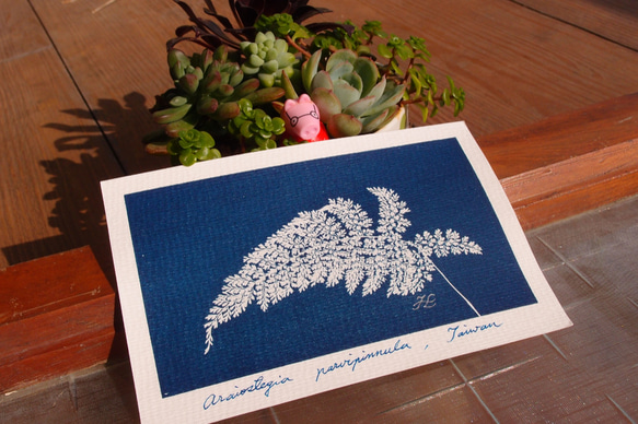 植物剪影。藍曬明信片（三張一組） Botanic Cyanotype Postcards (3 in 1 set) 第7張的照片