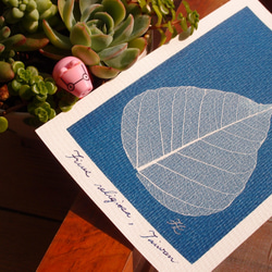 植物剪影。藍曬明信片（三張一組） Botanic Cyanotype Postcards (3 in 1 set) 第8張的照片