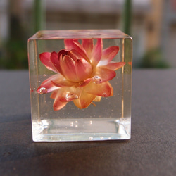 封藏自然。花朵水晶膠一號 Flower in clear resin No. 1 第1張的照片