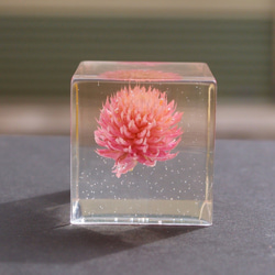 封藏自然。花朵水晶膠二號 Flower in clear resin No. 2 第1張的照片