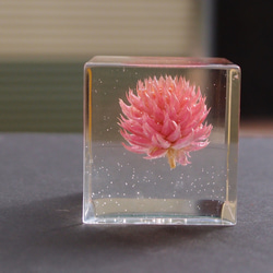 封藏自然。花朵水晶膠二號 Flower in clear resin No. 2 第4張的照片