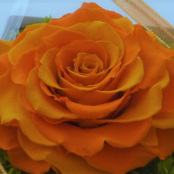 【壁掛け・置き型 ２wayタイプ】バラ　メリア　オレンジ　プリザーブドフラワー 2枚目の画像