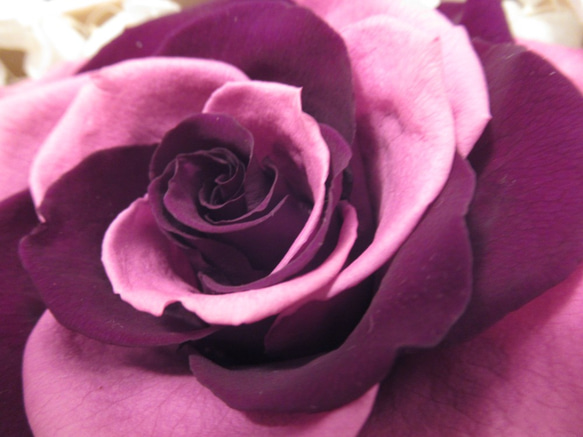 【BOXタイプ】　バラ　メリア　プリザーブドフラワー　モーブピンク・紫グラデーション 6枚目の画像