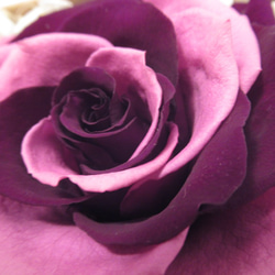 【壁掛け・置き型 ２wayタイプ】バラ　メリア　モーブピンク・紫プリザーブドフラワー 2枚目の画像