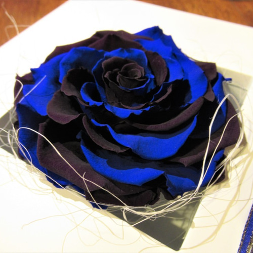 壁掛け・置き型 2wayタイプ】バラ メリア ブルー プリザーブド  