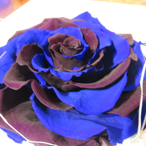 壁掛け・置き型 2wayタイプ】バラ メリア ブルー プリザーブド  