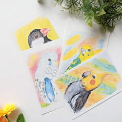 鳥イラスト　鳥ポストカードセット　セキセイインコ　文鳥　オカメインコ　4枚セット 1枚目の画像