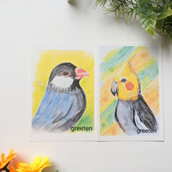 鳥イラスト　鳥ポストカードセット　セキセイインコ　文鳥　オカメインコ　4枚セット 3枚目の画像