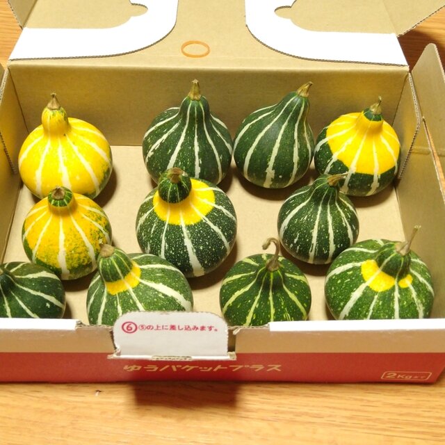緑色の独特な形状のかぼちゃ 大量箱詰め合わせ 野菜通信