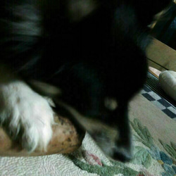AE.けやき梨の木新品.犬用おもちゃ、中型犬向け歯固め、かじり木 8枚目の画像