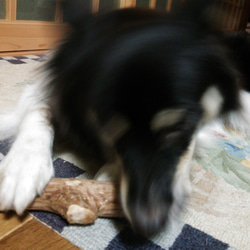 491.犬のおもちゃ、犬用、歯固め、かじり木、梨の木、超小型犬向き 5枚目の画像