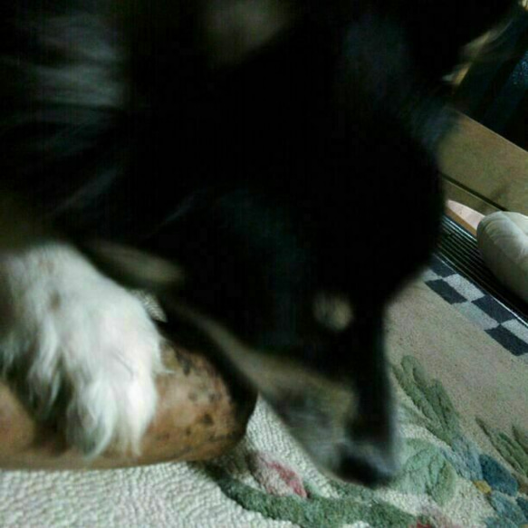 BO.けやき梨の木新品.犬用おもちゃ、小さめ中型犬向け歯固め、かじり木 10枚目の画像